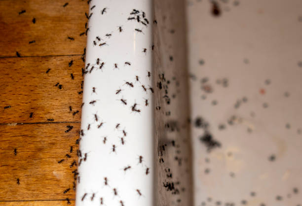 Spider Control Near Me in Salem Heights, OH