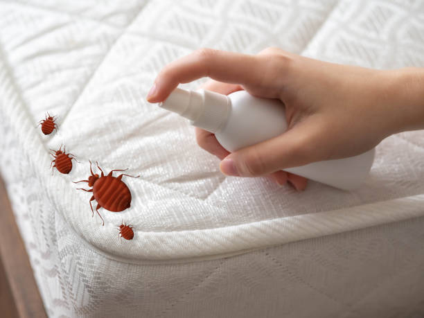 Best Spider Control Near Me  in Salem Heights, OH