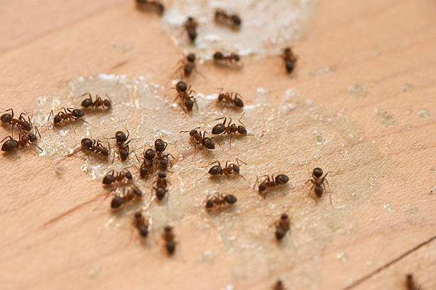 Best Exterminator Services  in Salem Heights, OH