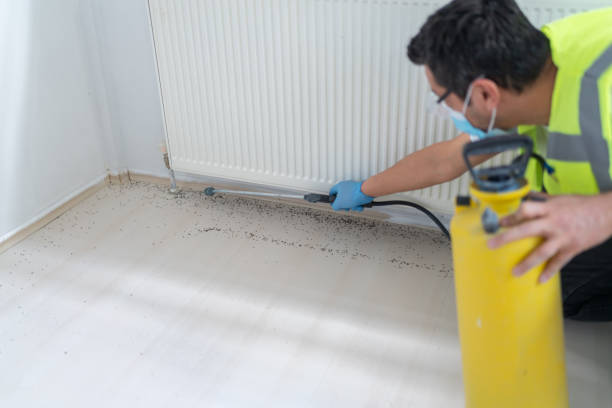 Best Flea Control Services  in Salem Heights, OH